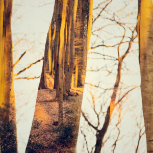 Forest composing in autumn, nature art Forest composing in autumn, nature art